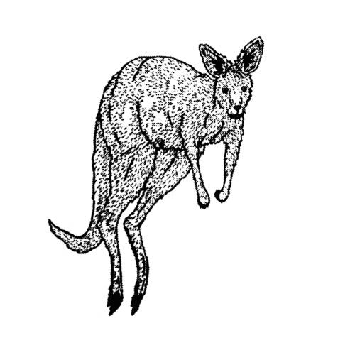 Ollie Schaich Studio Nicholas Building Book Kangaroo